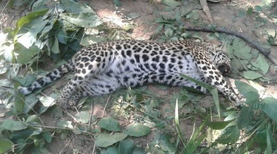 Leopard's body found under suspicious circumstances in Sehore area, forest department probed