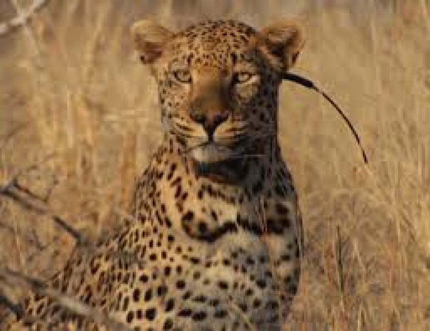 Maharashtra: Greedy people shoot leopard and cut off its paws and head