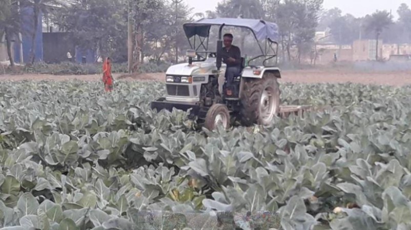 1 रुपए किलो में भी नहीं बिक रही गोभी, मजबूरी में किसान ने खड़ी फसल पर चला दिया ट्रेक्टर