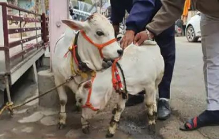 गाय मालिक का अनोखा दावा, इसके दूध में होता है सोना