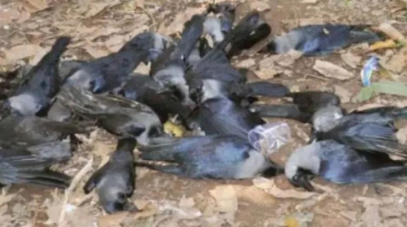 इस राज्य में मिले बर्ड फ्लू के 3 केस, सरकार करवाएगी 25000 पक्षियों की हत्या