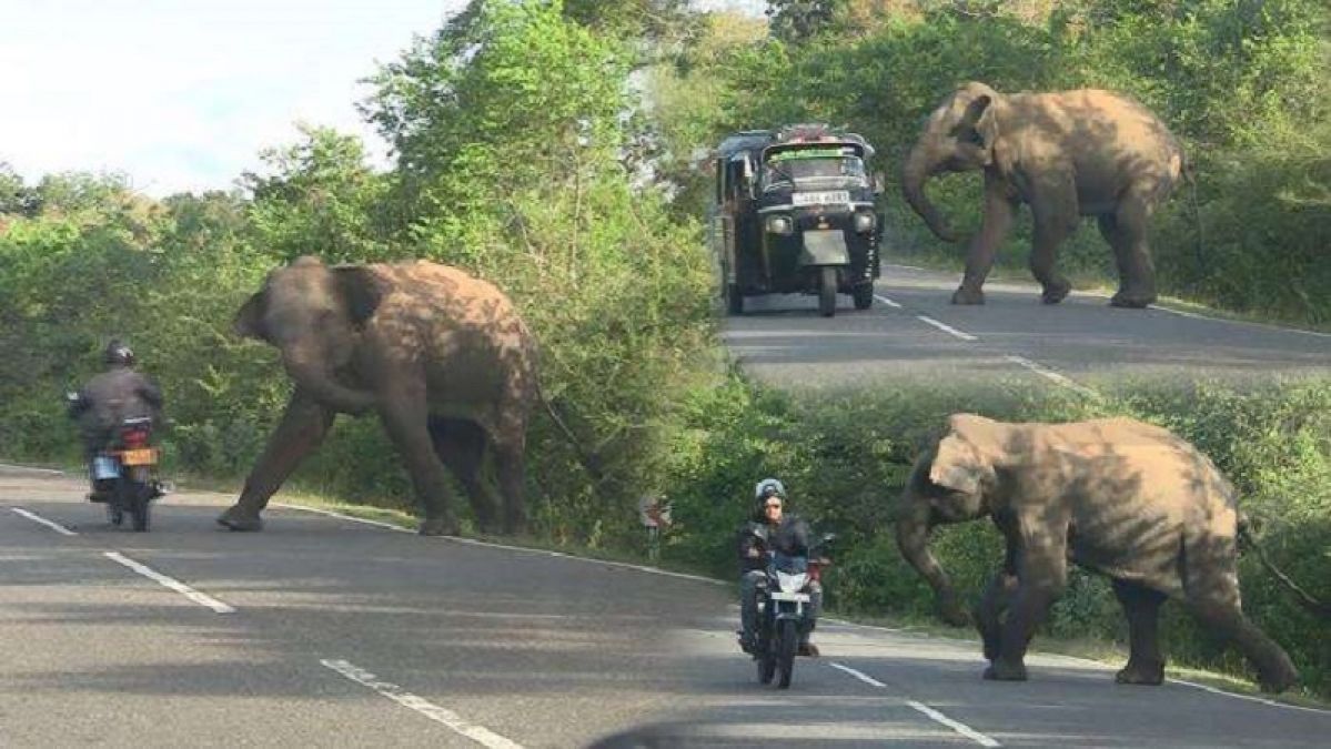 अनूपपुर में आए छत्तीसगढ़ से डेढ़ दर्जन हाथी, किसान परेशान