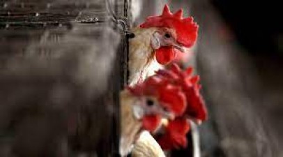 What is Bird Flu? Know its symptoms and treatments