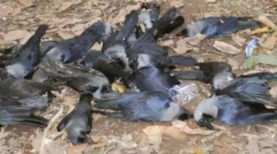 इस राज्य में मिले बर्ड फ्लू के 3 केस, सरकार करवाएगी 25000 पक्षियों की हत्या