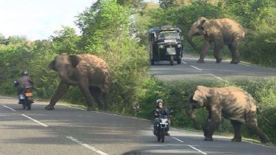 अनूपपुर में आए छत्तीसगढ़ से डेढ़ दर्जन हाथी, किसान परेशान