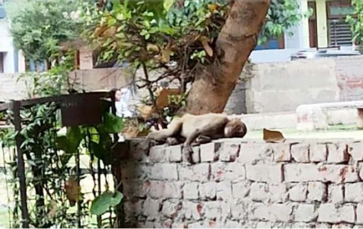 पानी पीने गए 7 बंदरों की करंट लगने से मौत, मचा हड़कंप