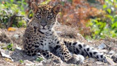 Forest Department team reached Maharashtra, makes strategy to face leopards