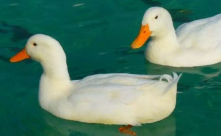 Fear of new disease kills thousands of ducks amid threat of Omicron