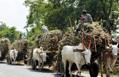 UP: Sugarcane prices increase by mere Rs 10 in four years