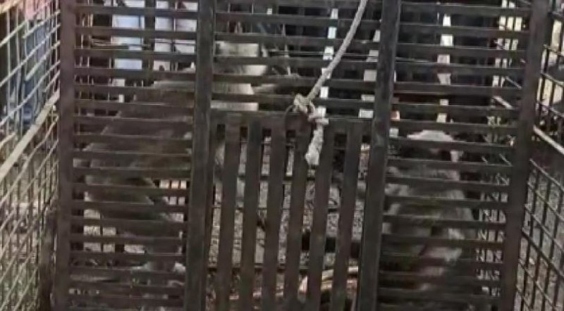 पकड़ में आए 80 पिल्लों को मारने वाले 2 बंदर, लोगों को मिली राहत