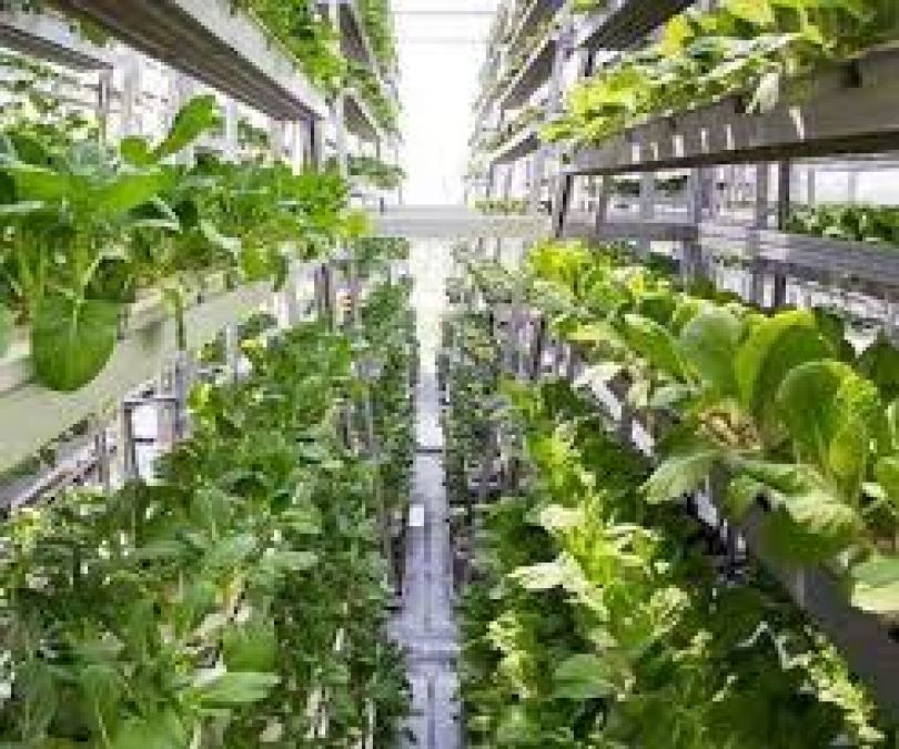 Hydroponic farming will save the world from the changing trend of climate pollution