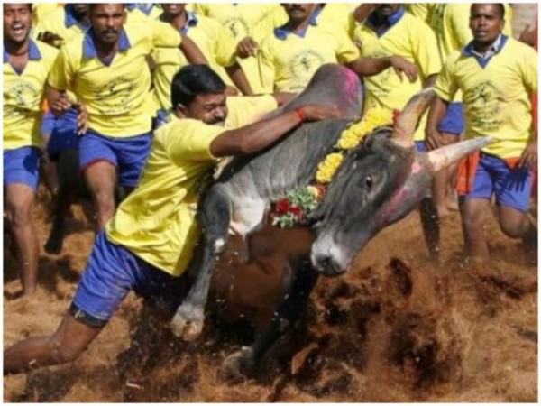 Tamil Nadu: Jallikattu event approved, but will have to accept these conditions