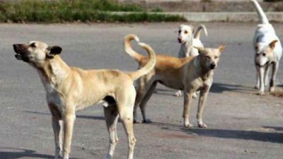 Uttar Pradesh: Terror of stray dogs creates panic, 500 people injected rabies in a month