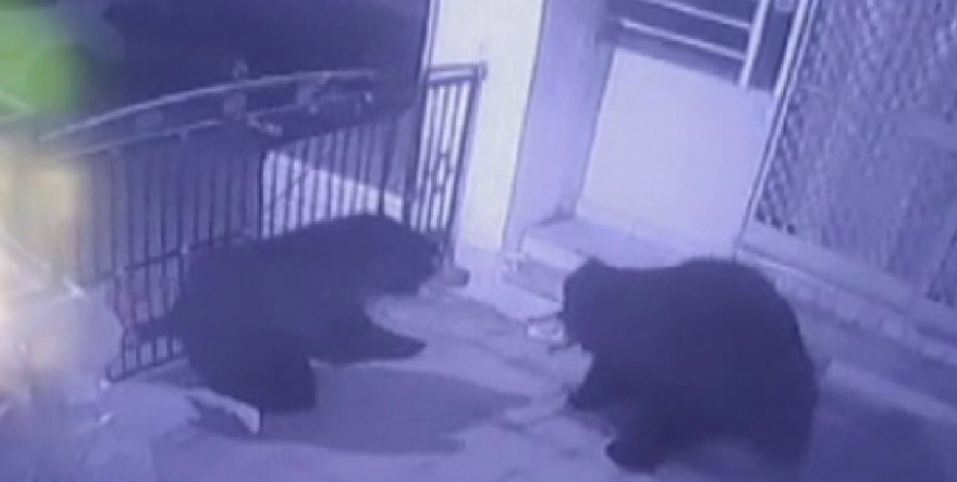 Mount Abu: Video of 2 bears fighting outside hotel's gate surfaced