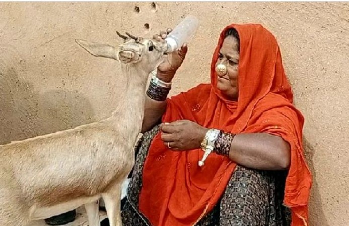 Jaisalmer: Irresistible love! Muslim woman reared fawn as child, now handed over to forest department