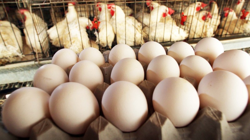 भारत में सस्ता होगा अंडा और चिकन! सरकार ने लिया ये बड़ा फैसला