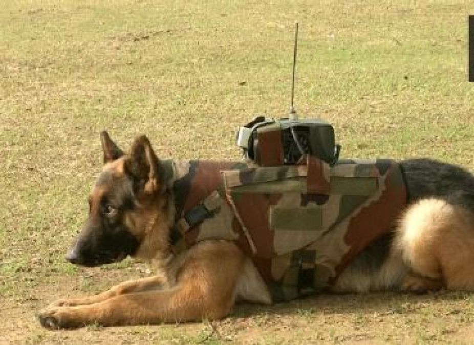 Bullet proof jacket for dogs made from modern systems