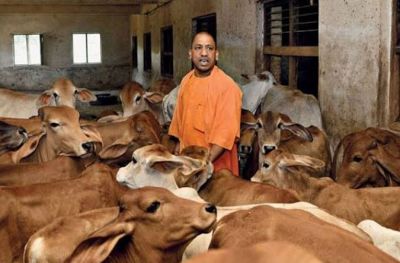 गायों को कड़कड़ाती ठंड से बचाएंगे काऊकोट, योगी सरकार ने दिए आदेश