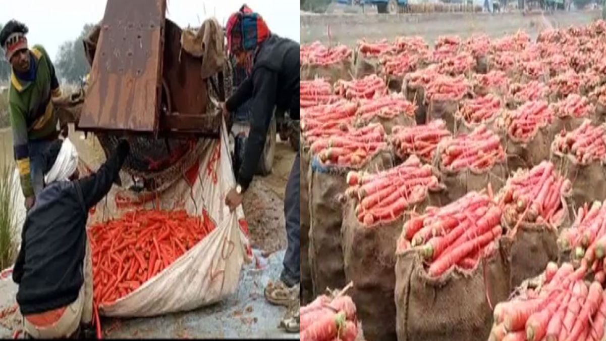 ख़ास गाजर की वजह से देशभर में मशहूर हुआ ये ग्राम, अब लोग 'साधुवाली' को कहते हैं गाजरवाला गाँव