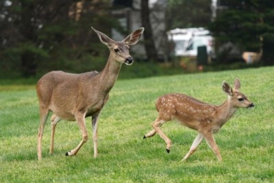 New deadly corona variant may be caused by deer, shocking revelation in study