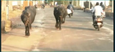 Buffalo dung on new road, owner pays fine of Rs. 10 thousand