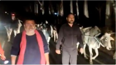 निशिकांत दुबे ने 10 हजार गायों को मौत के मुंह से निकाला, दो तस्कर गिरफ्तार