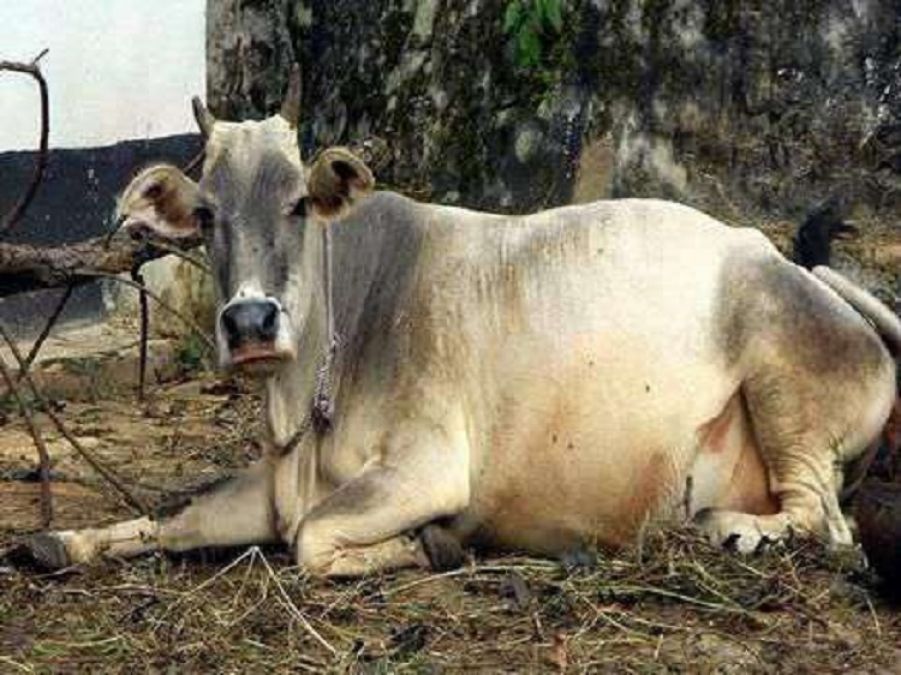 Cows dying of hunger and cold, dogs eating dead bodies