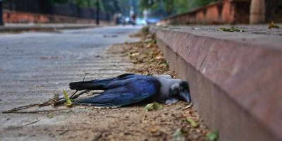 महाराष्ट्र में बर्ड फ्लू का शिकार हुए 119 पक्षी