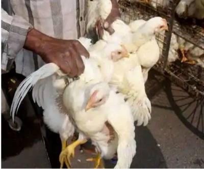 Bird flu wreaks havoc in Rajasthan, Know death toll