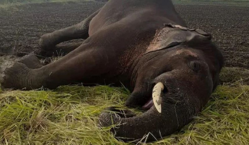 Big negligence of electricity department, 50-year-old elephant dies due to high tension wire
