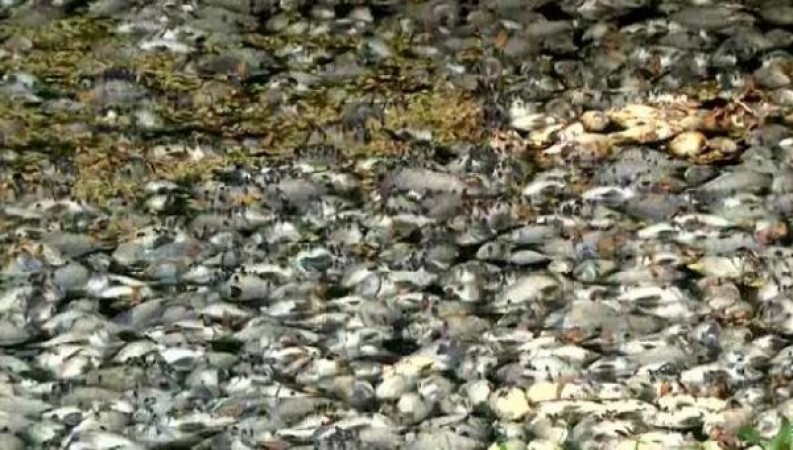 आखिर क्यों मर गई कोयम्बटूर में हजारों मछलीयां!