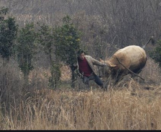 Angry Bull kills farmer when he tried to drag it out of the farm