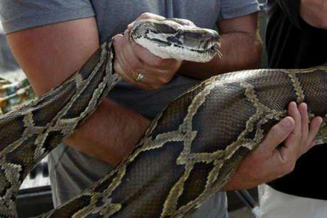 Tribals of Tripura kill pythons for meat, forest department starts investigation