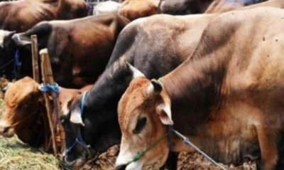 Minister reached for Gaushala inauguration but not a single cow found in it
