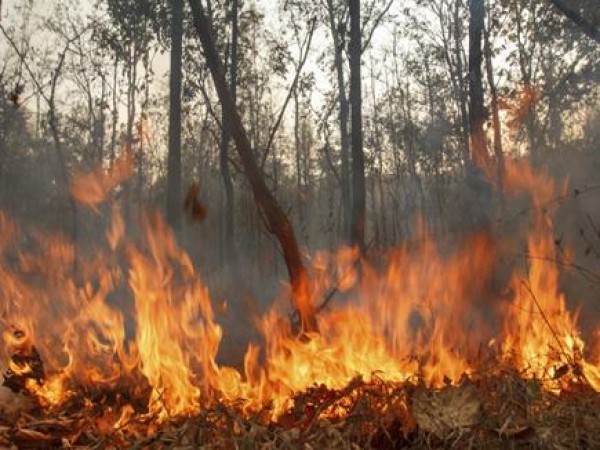 बुरी खबर: देवी नेशनल पार्क के जंगलों में लगी आग, लाखों की वन संपदा जलकर ख़ाक