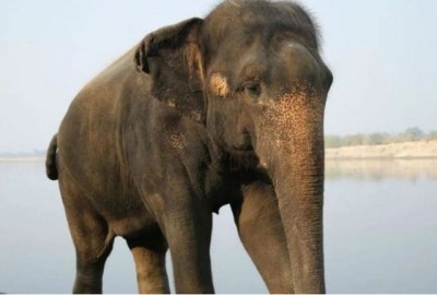 Four elephants died inside Karlapat Wildlife Sanctuary, Odisha