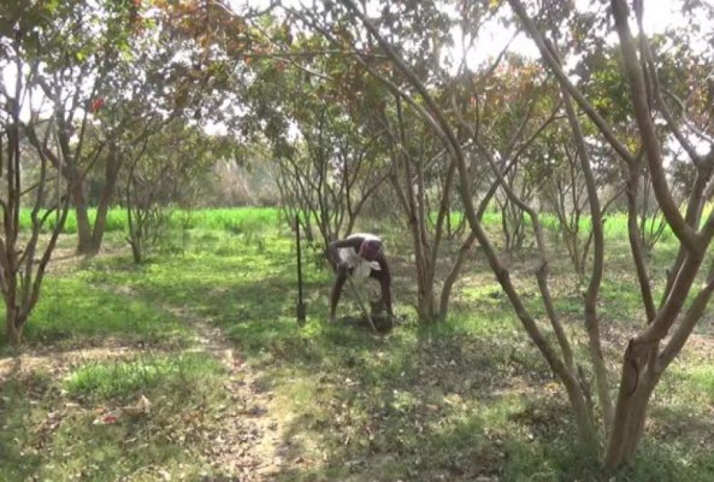 '10 thousand trees grown on barren land in 15 years ...' inspiring story of Satyendra Manjhi of Bihar