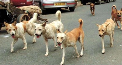 Selection of organization for sterilization of stray dogs, work will start soon