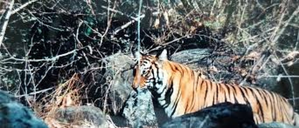 बेतला नेशनल पार्क बाघिन की मौत, जांच में अधिकारीयों की टीम
