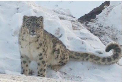 Two young men captured snow leopards very closely in mobile