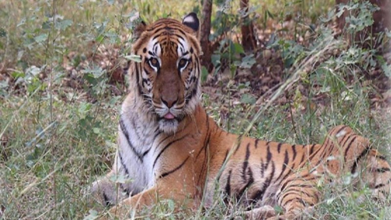 Tiger attacked tourist bus in Nandanvan, two employees sacked