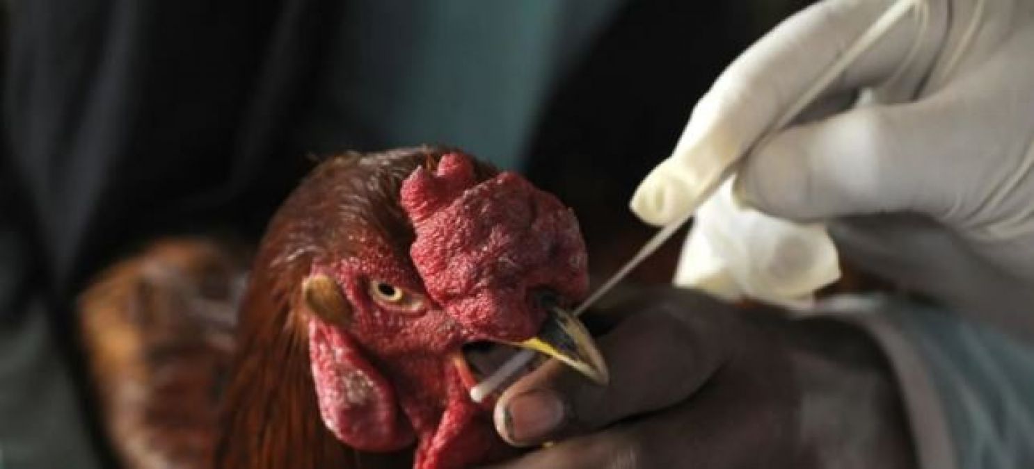 Bird flu knocks after omicron, 25,000 birds lives in danger