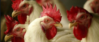 Bird flu knocks after omicron, 25,000 birds lives in danger