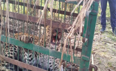 Leopard trapped in a cage in guava garden