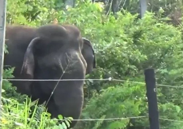 Elephant terror in Jharkhand, crushed 5 people in 24 hrs