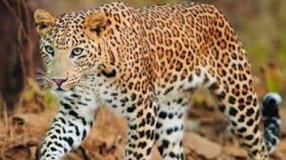 Another tragic accident in Sidhi district, leopard pounced upon minor girl