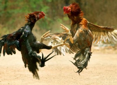 Chicken owner lost his life in fight of Hen, Know-how?