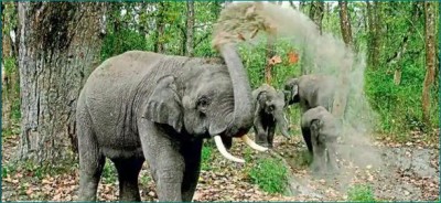 सीधी में जंगली हाथियों ने मचाया आतंक, तीन लोगों को दी मौत