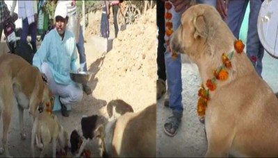 इस गाँव में आयोजित किया गया 150 कुत्तों का शाही भोज, एक घटना से दुखी होकर किया गया आयोजन