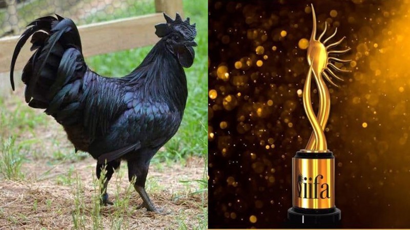 IIFA Awards 2020: Kadaknath to be served to guests, dinner menu will also include dal-pania